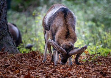 Fotograf: Peder Wiese