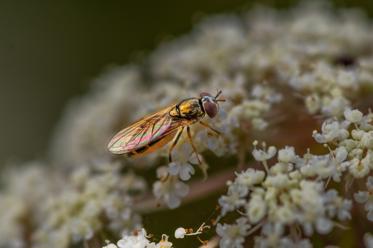 Fotograf: Villy Pedersen