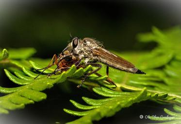 Fotograf: Ole Ohm Lundager