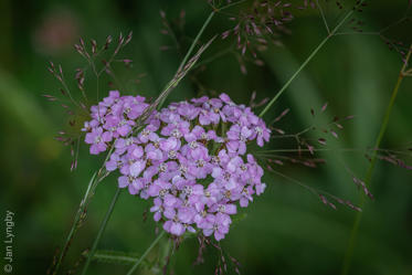 Fotograf: Jan Lyngby