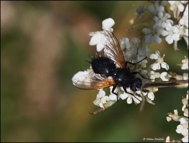 Fotograf: Steen Folsted