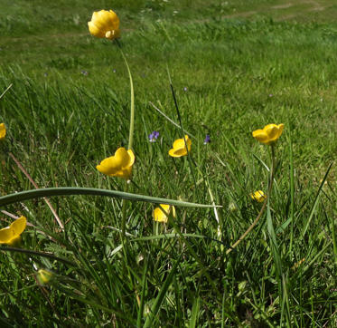 Fotograf: Hanne Bertelsen