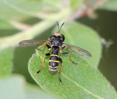 Fotograf: Wolle Badura