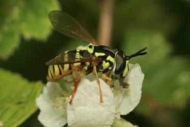 Fotograf: Jens Thorving Andersen