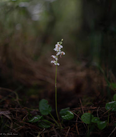 Fotograf: Tony Søholm Larsen