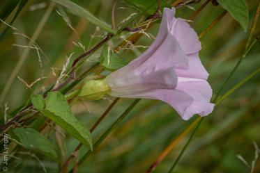 Fotograf: Jan Lyngby