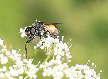 Fotograf: Lars Vilhelm  Hansen