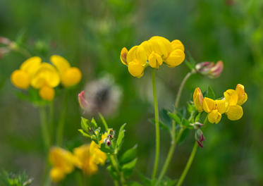 Fotograf: Peder Wiese