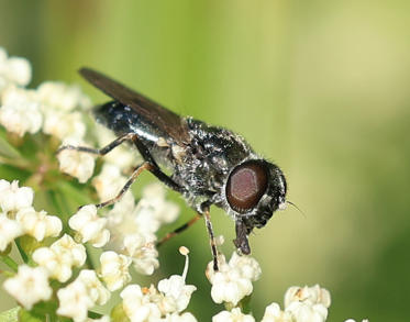 Fotograf: Lars Vilhelm  Hansen