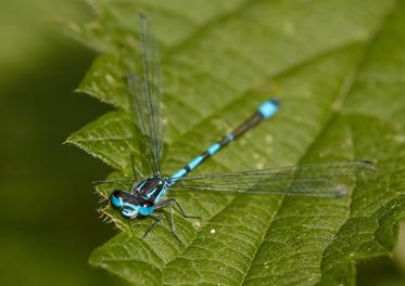 Fotograf: Frank Overgaard Nielsen