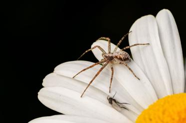 Fotograf: Villy Pedersen