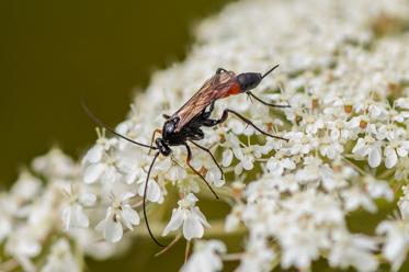 Fotograf: Villy Pedersen