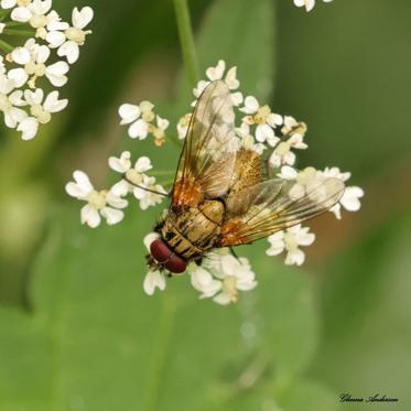 Fotograf: Glenna Andersen