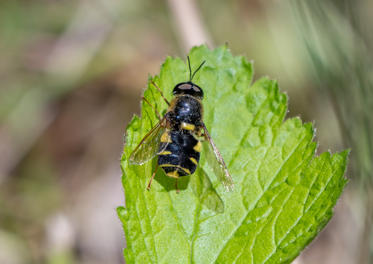 Fotograf: Peder Wiese