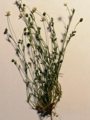 Almindelig (Sagina procumbens) - Naturbasen