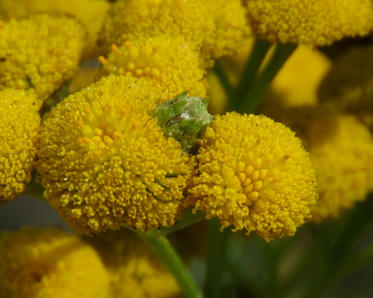 Fotograf: Conny Bruun