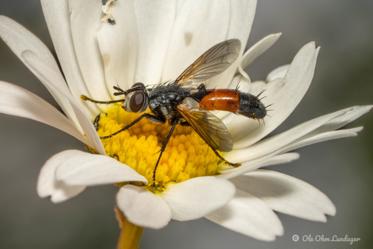 Fotograf: Ole Ohm Lundager