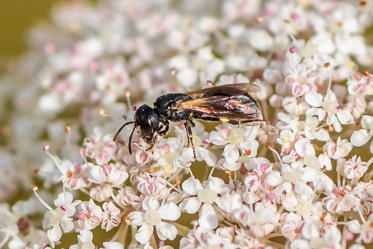 Fotograf: Villy Pedersen