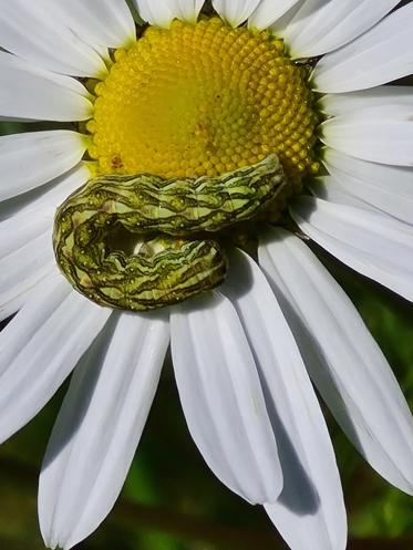 Fotograf: Hanne  bjørnhart