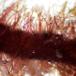 Rødtot (Bonnemaisonia hamifera)
