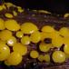 Almindelig Gulskive (Bisporella citrina)
