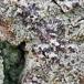Trefarvet Tensporelav (Cliostomum griffithii)