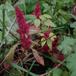 Kortakset Top-Amarant (Amaranthus hybridus ssp. hypochondriacus)