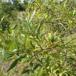 Øret x Bånd-Pil (Salix aurita x viminalis)
