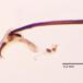 Liriomyza strigata (Liriomyza strigata)