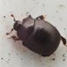 Brunlig Jordstumpbille (Dendrophilus pygmaeus)