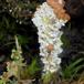 Skælklædt Bægerlav (Cladonia squamosa)