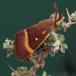 Egespinder (Lasiocampa quercus)