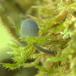 Gråblå Bark-Huesvamp (Mycena pseudocorticola)