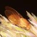 Sapromyza quadripunctata (Sapromyza quadripunctata)