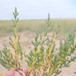 Vade-Salturt (Salicornia dolichostachya ssp. strictissima)