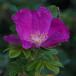 Spansk Hyben-Rose (Rosa villosa ssp. villosa)
