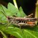 Almindelig Markgræshoppe (Chorthippus brunneus)