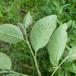 Cotoneaster przewalski (Cotoneaster przewalski)