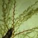 Bølget Klokkepolyp (Laomedea flexuosa)