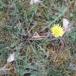 Lille Krogmælkebøtte (Taraxacum hamiferum)