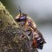 Træboende Bladskærerbi (Megachile willughbiella)