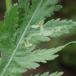 Agromyza idaeiana (Agromyza idaeiana)