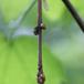 Aceria vermicularis (Aceria vermicularis)