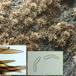 Brun Børstekerne (Echinosphaeria canescens)
