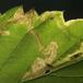 Agromyza flaviceps (Agromyza flaviceps)