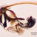 Amauromyza chenopodivora (Amauromyza chenopodivora)
