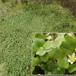 Vedbend-Vandranunkel (Ranunculus hederaceus)
