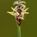 Almindelig Sumpstrå (Eleocharis palustris ssp. vulgaris)