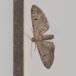 Pimpinelledværgmåler (Eupithecia pimpinellata)