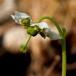 Enblomstret Vintergrøn (Moneses uniflora)